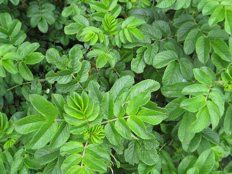 Green leaves