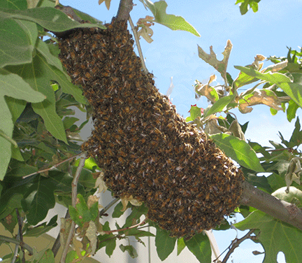 Bee swarm on a tree branch