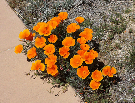 Bright orange poppys