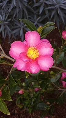 Pinkish-Purple flower