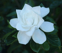 White flower