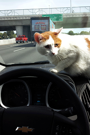 Cat on a dashboard