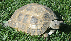 Tortoise