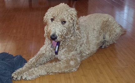 Dog holding cellphone in mouth