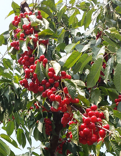 Garland of cherries on a tree branch