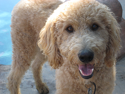 Labradoodle