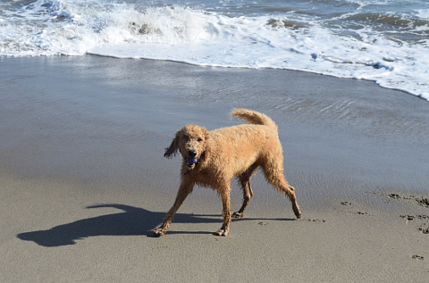 Dog retrieving ball on beach