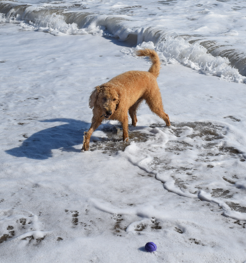 Dog looking for ball in surf