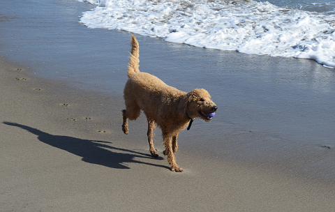 Dog running on beach