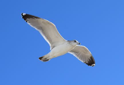 Seagull in flight