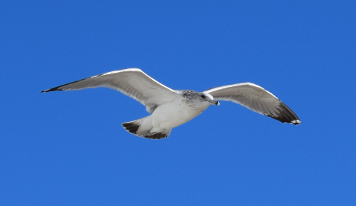 Seagull in flight