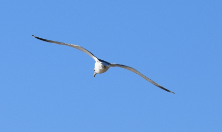 Seagull in flight