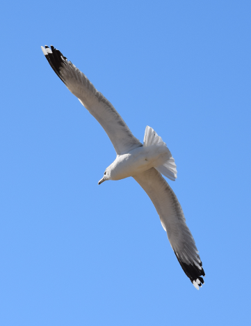 Seagull in flight