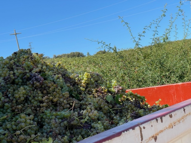Trailer full of grapes