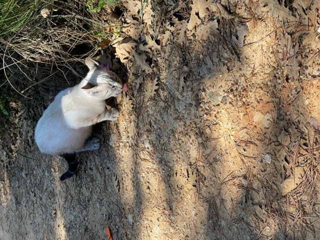 Cat enjoying a meal