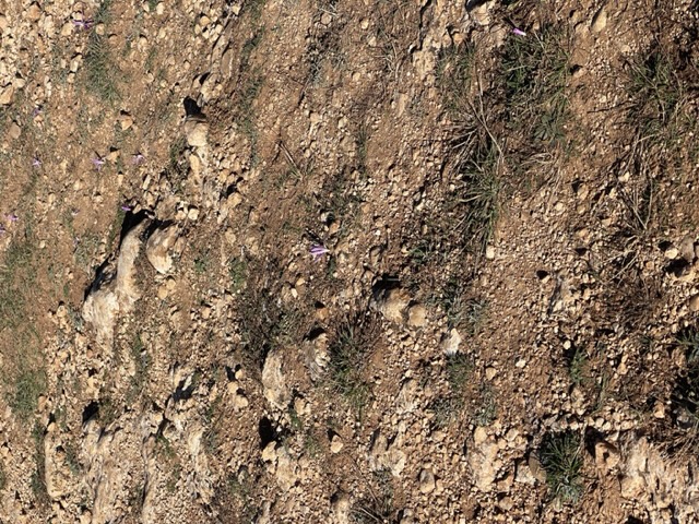 Small plants growing in earth