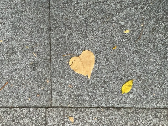 Fallen leaf looking like heart