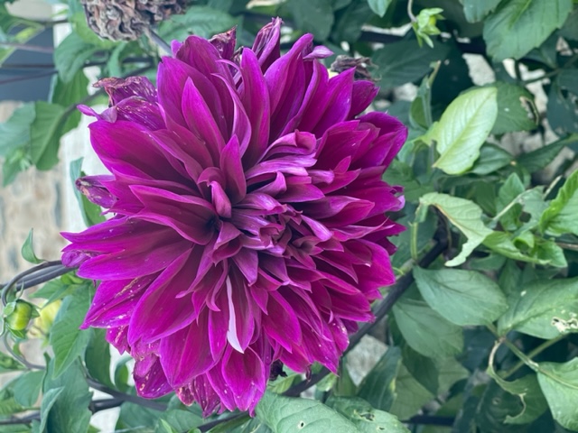 Dahlia