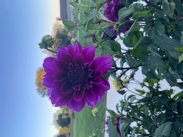 Dahlia