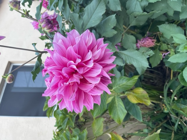 Dahlia
