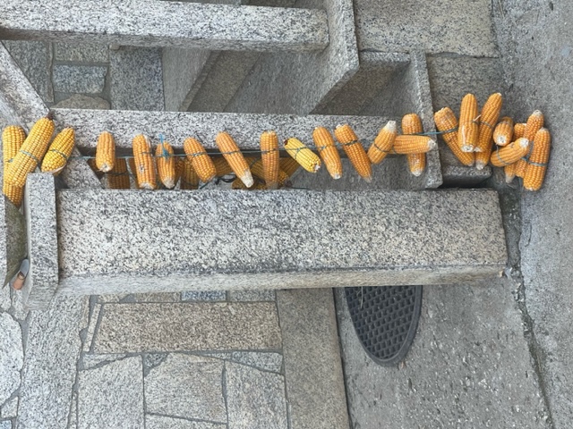 Corn braided with wire