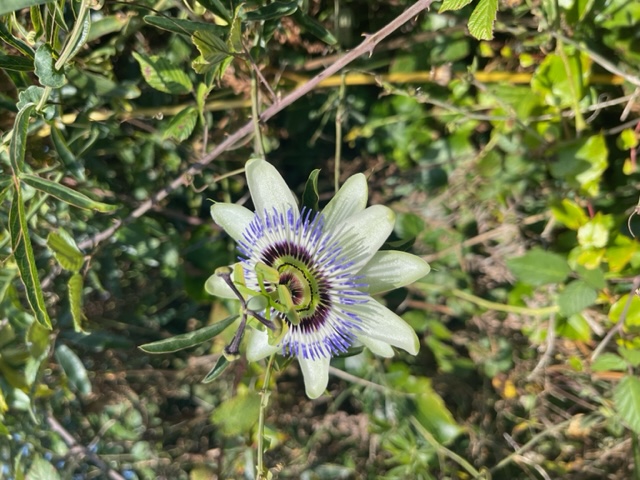 Passion flower