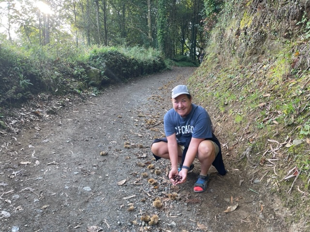 Gathering chestnuts