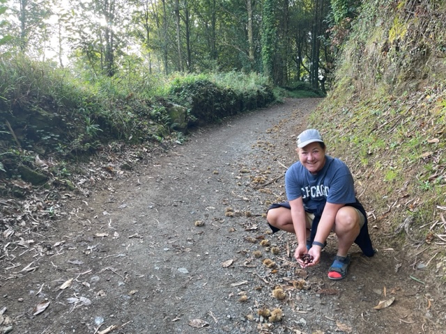 Gathering chestnuts