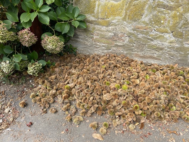 Chestnuts