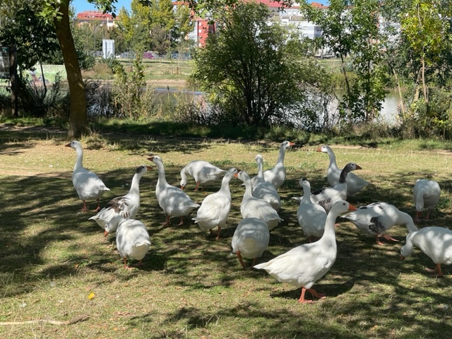Geese
